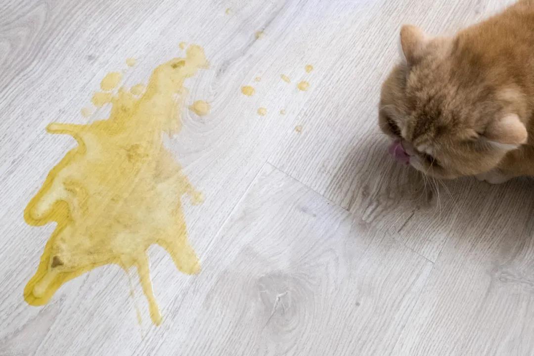 猫咪呕吐处理攻略,猫咪常见的呕吐原因及治疗方法