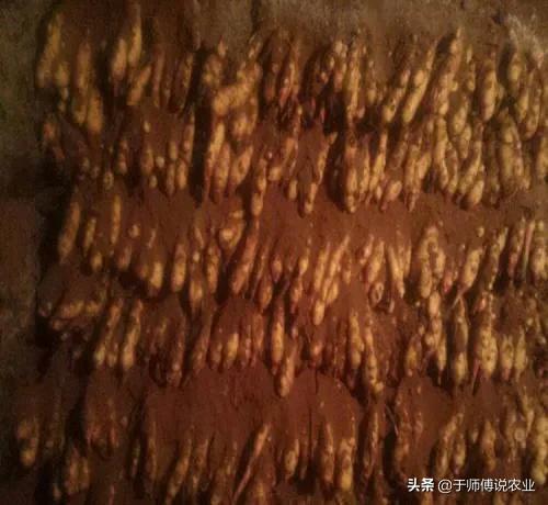 大姜贮存技术要点,沙子储存大姜方法