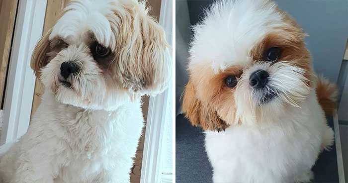 十种常见的犬种,10种常见的犬种
