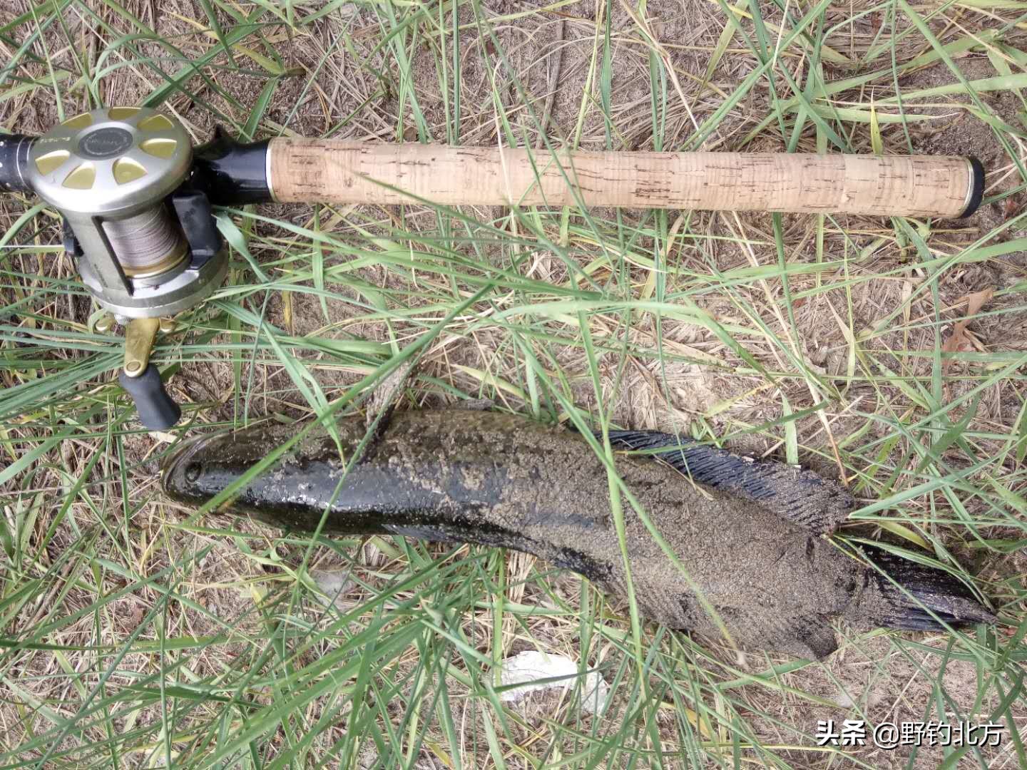 钓黑鱼闹窝了怎么办,黑鱼闹窝的表现