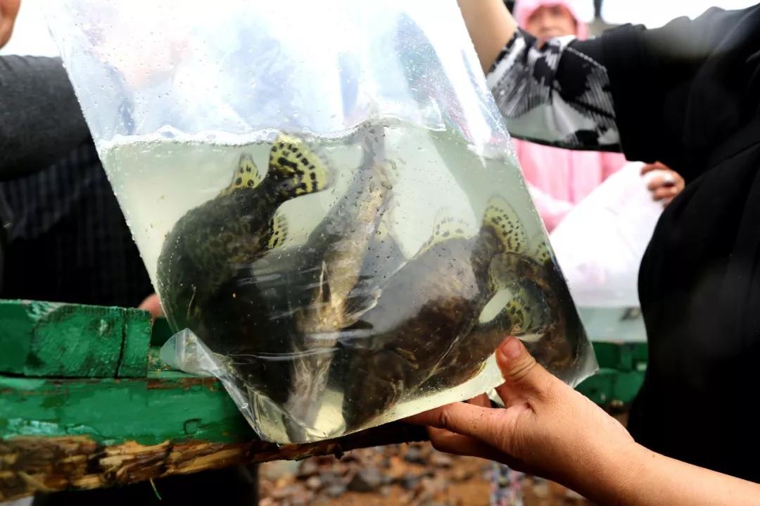 12种中国最珍贵的顶级食用鱼，做为一名吃货不可不知！