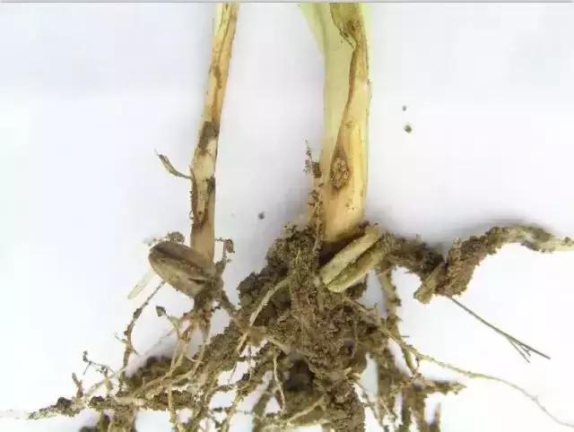小麦播种过深发黄怎么办,小麦苗期发黄怎么补救最快