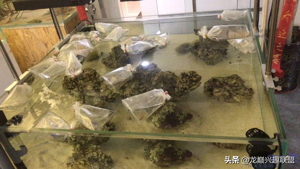 从零开始玩海缸的方法,从零开始玩海缸全过程