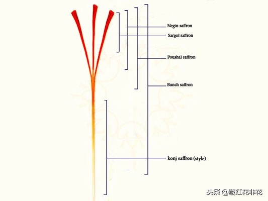 伊朗藏红花怎样划分等级,伊朗藏红花多少钱一斤真假