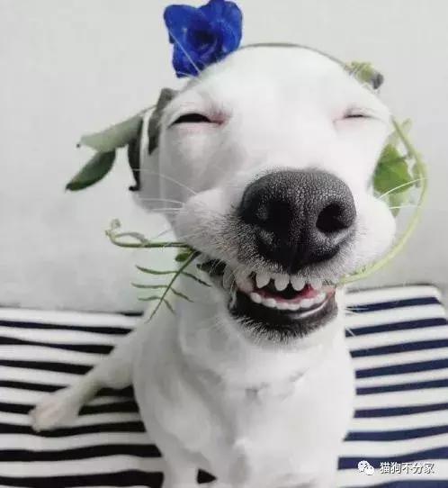 狗狗发情期应当照顾小窍门，快来看看吧
