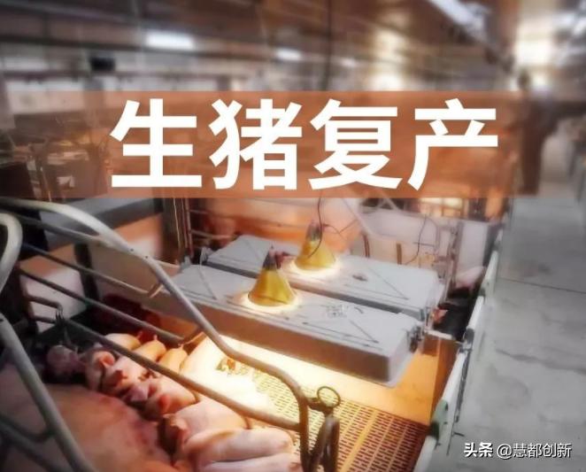 楼房养猪发展方向,楼房养猪最好的模式
