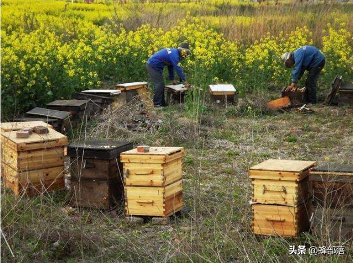 养蜜蜂技术让蜜蜂只进不出的机关,养蜂人不要的蜜蜂如何养殖成功