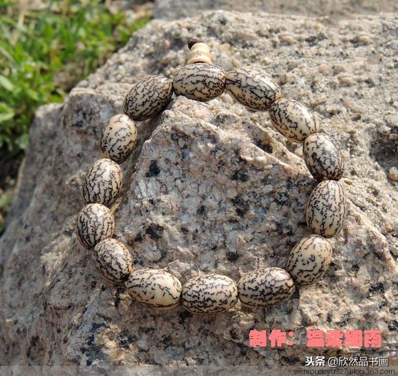 印度菩提子的种类,海南菩提子的种类