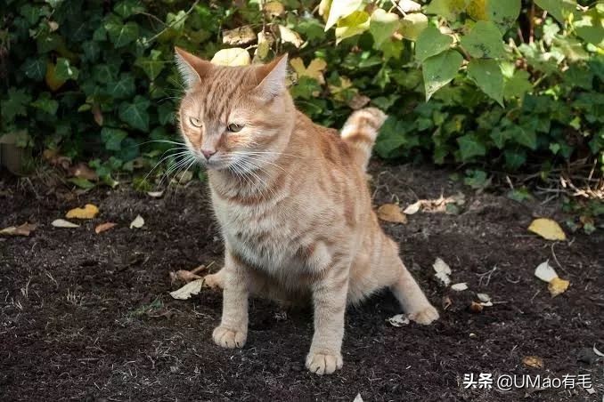 为啥猫猫拉完粑粑之后会疯跑,猫猫每次拉完屎就疯跑