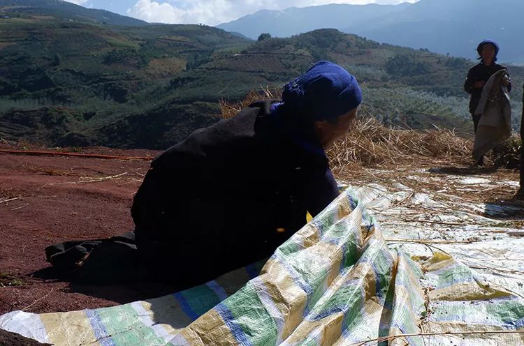 养生？减肥？就喝海拔2600m纯净高山黑苦荞，清甜麦香，清脂肪降三高，每一份支持都在温暖着大凉山