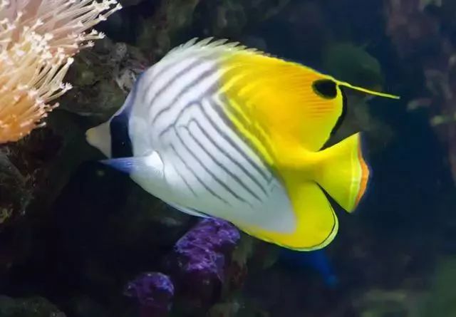 海缸珊瑚的饲养,海缸新手入门详细教程及注意事项