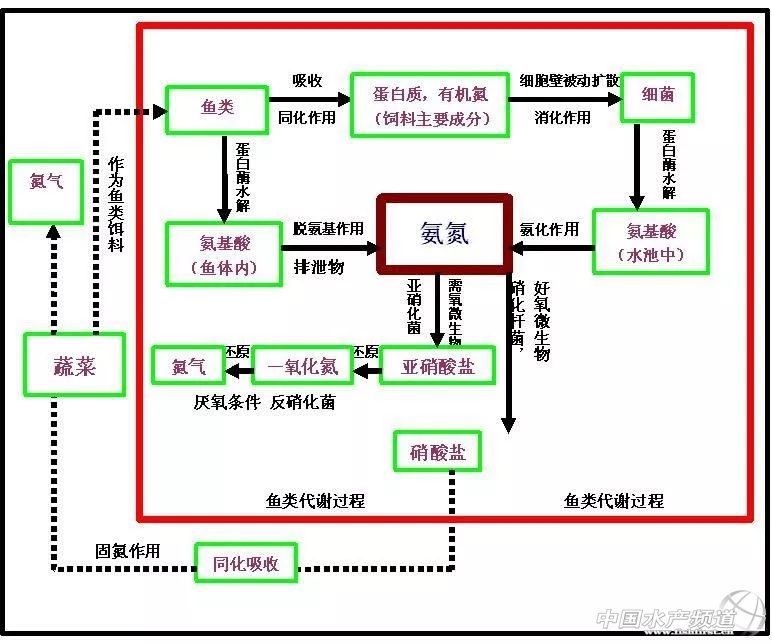 生态养鱼新模式,高档水产品养鱼最新模式