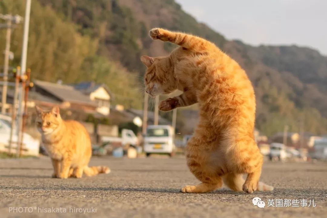 2018年在日推上“青史留名”的喵星人，引起舒适！