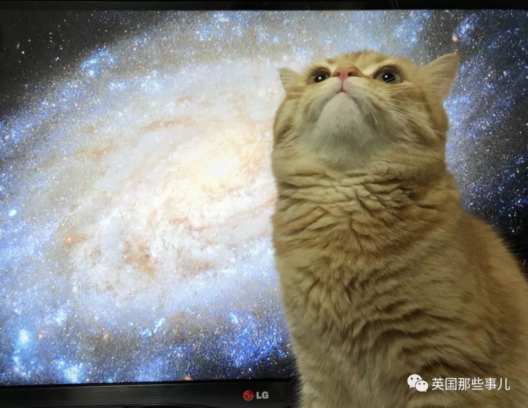 2018年在日推上“青史留名”的喵星人，引起舒适！