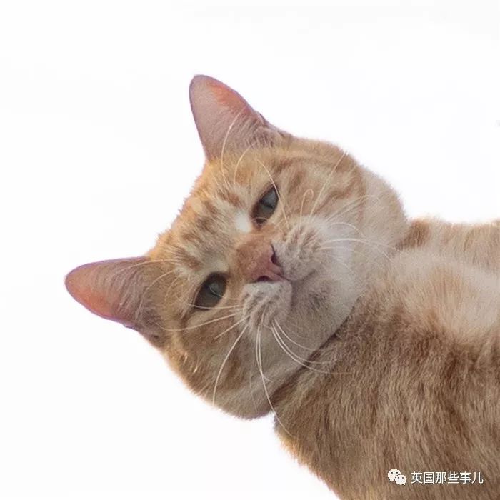 2018年在日推上“青史留名”的喵星人，引起舒适！