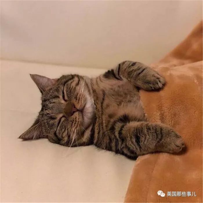 2018年在日推上“青史留名”的喵星人，引起舒适！