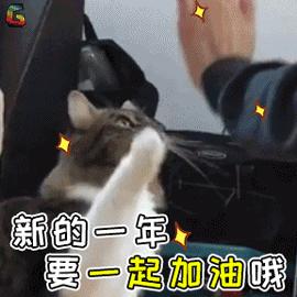 猫癣传染给人怎么办能治愈吗,猫癣给人传染了怎么办