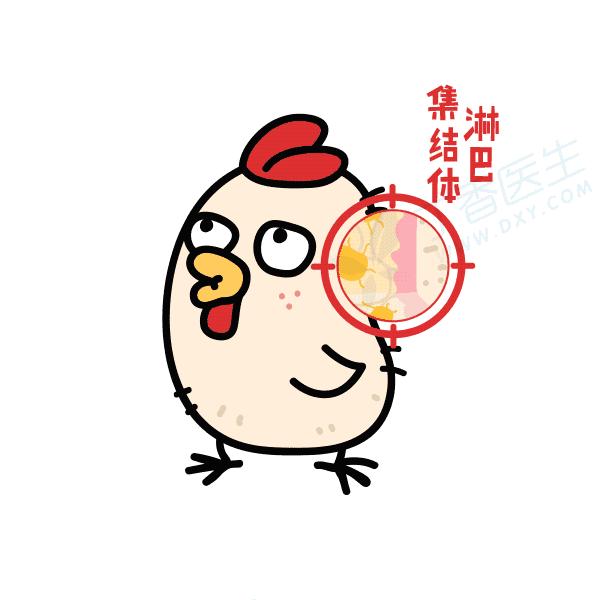 鸡头比*霜砒**还毒？鸡屁股全是毒素？正确吃鸡应当是......