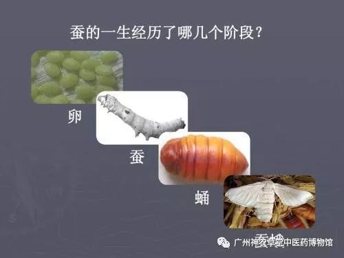 中药丨幼蚕与白僵菌的相遇