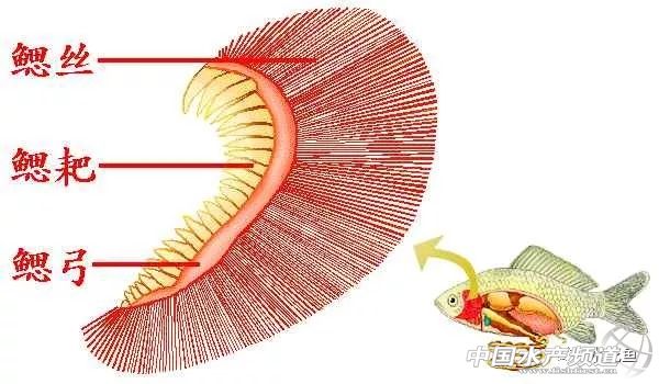 常见鱼鳃病,鱼类最难治的病