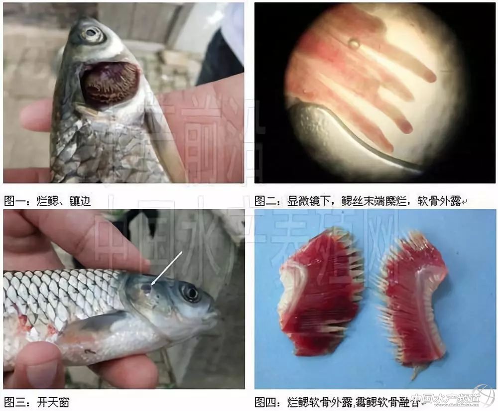 常见鱼鳃病,鱼类最难治的病