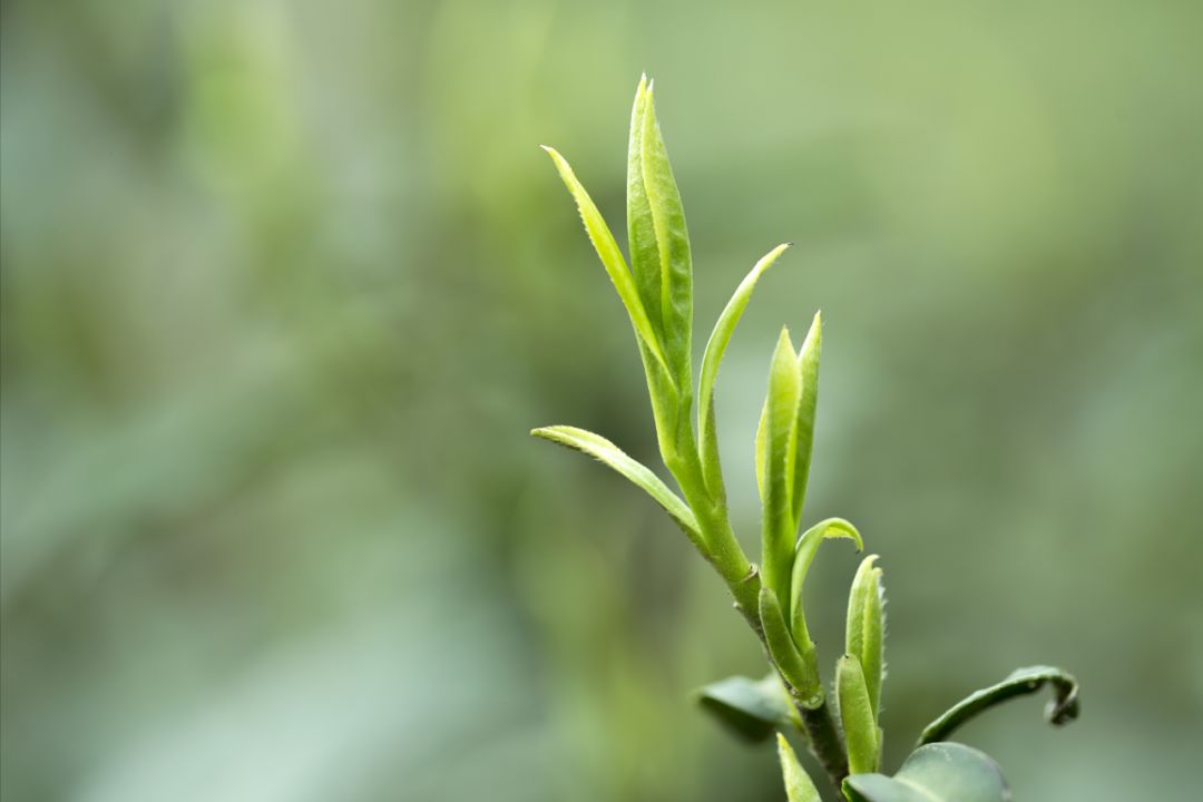 竹叶青高端中国绿茶,竹叶青峨眉高端绿茶