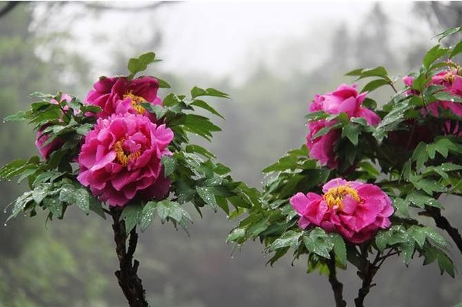 【方志四川•传统文化】朱丹‖古诗词中的“那些花儿——牡丹