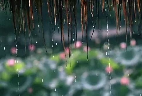 写梅子的诗句,写梅子诗句