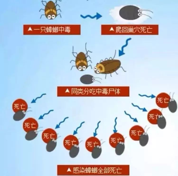 什么武器才能消灭蟑螂,制造消灭蟑螂的大型武器