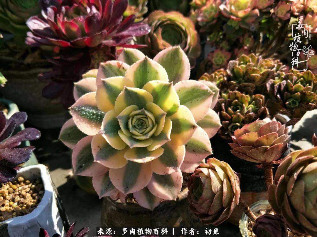 紧张焦虑高考,高考紧张时刻有你陪伴