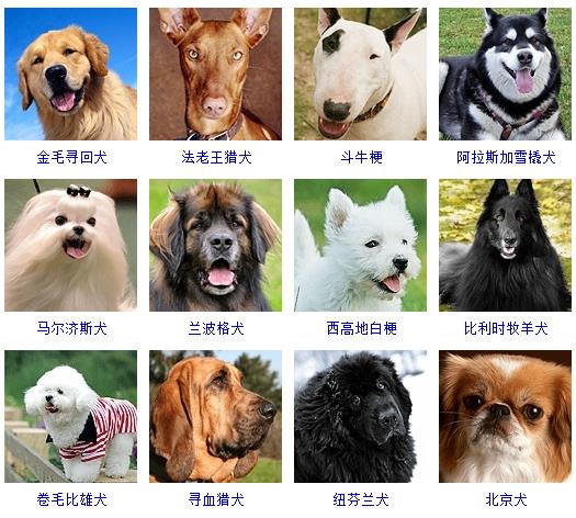 狗狗名字品种大全,狗狗名字大全大型犬