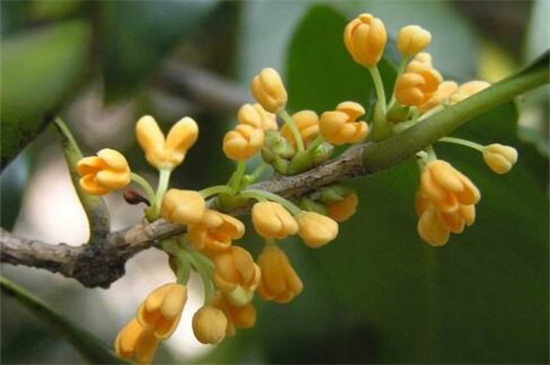 怎么区分桂花品种,紫桂花哪个品种好
