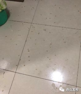 白蚁飞进屋子里怎么处理,白蚁飞进家里多久会繁殖