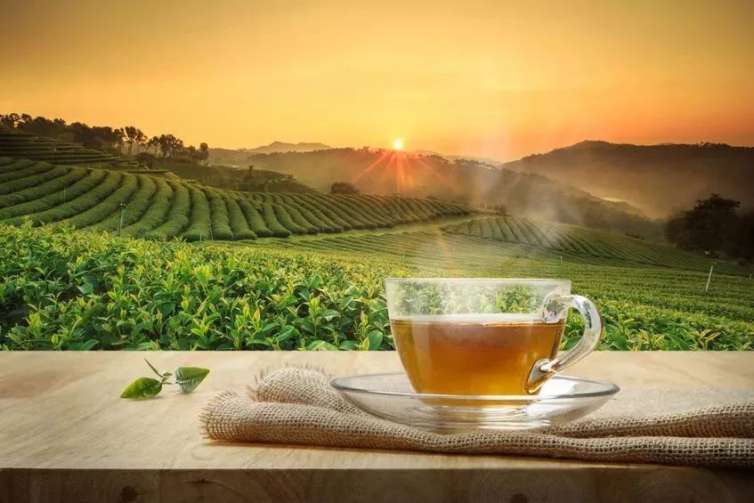 科普|最新研究：一周4杯茶，或降低死亡风险！效果最好的茶竟然是…