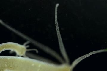 水中常见的藻类微生物图片,藏在水下的生物