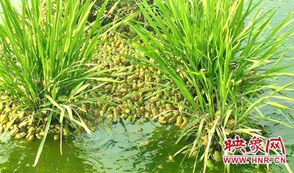 西平90后小伙刘亚隆：青蛙养的顶呱呱带头致富人人夸