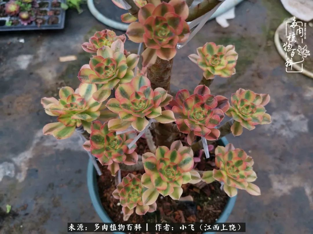 多肉法师品种科普之常见法师锦,法师多肉新品种锦光辉