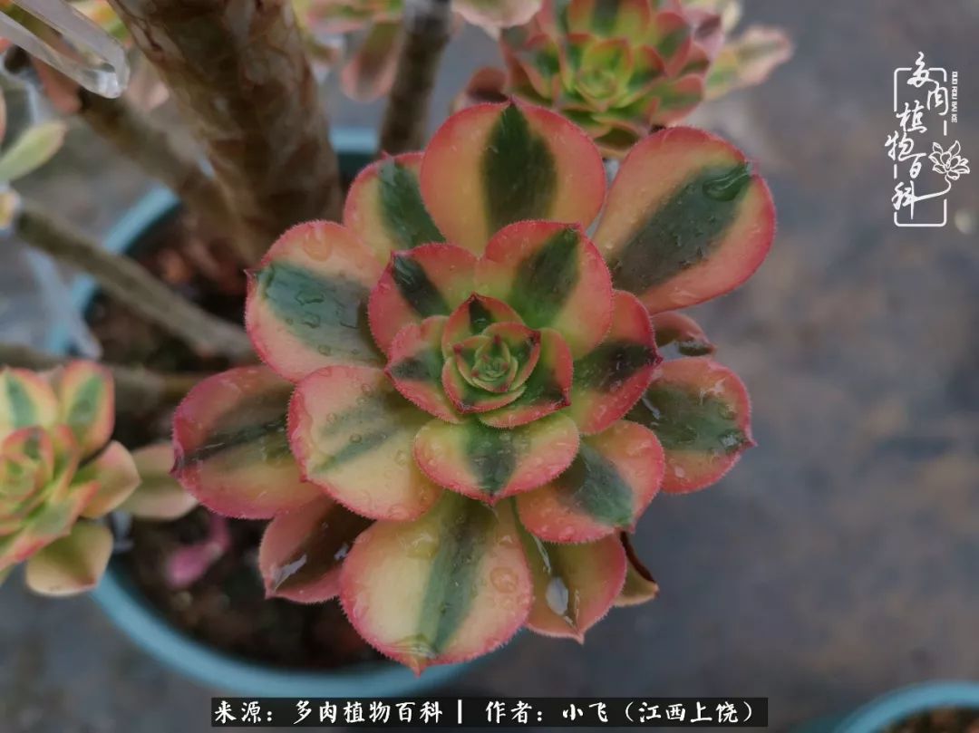多肉法师品种科普之常见法师锦,法师多肉新品种锦光辉
