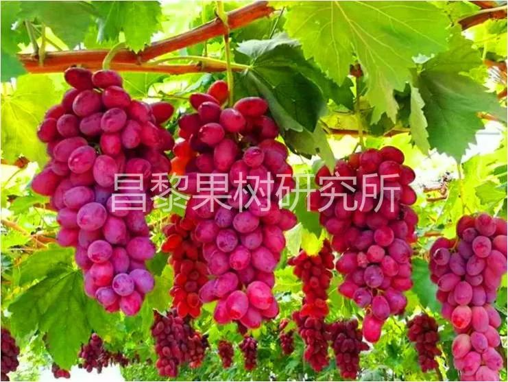 2022年有哪些新葡萄品种,2019葡萄新品种介绍