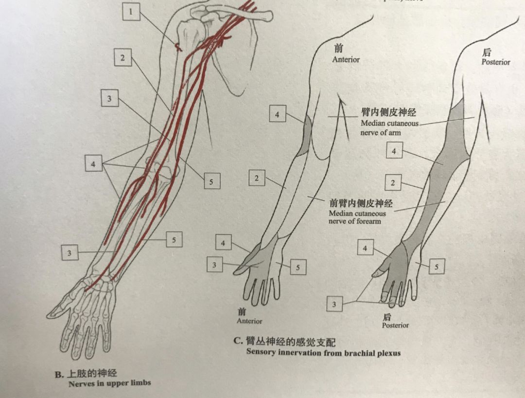 有关正中神经的损伤视频,周围神经损伤常见的康复问题