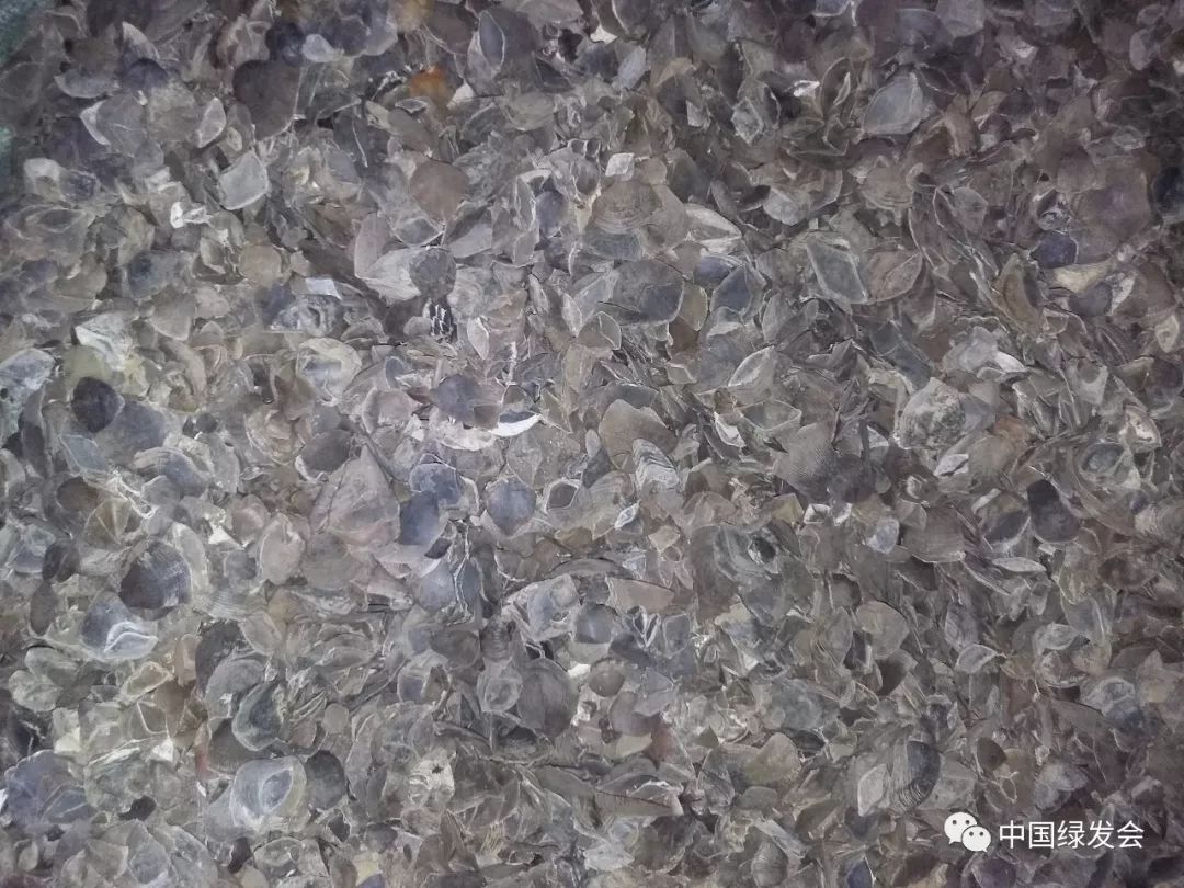 中药医保基金不予支付,穿山甲禁用吗