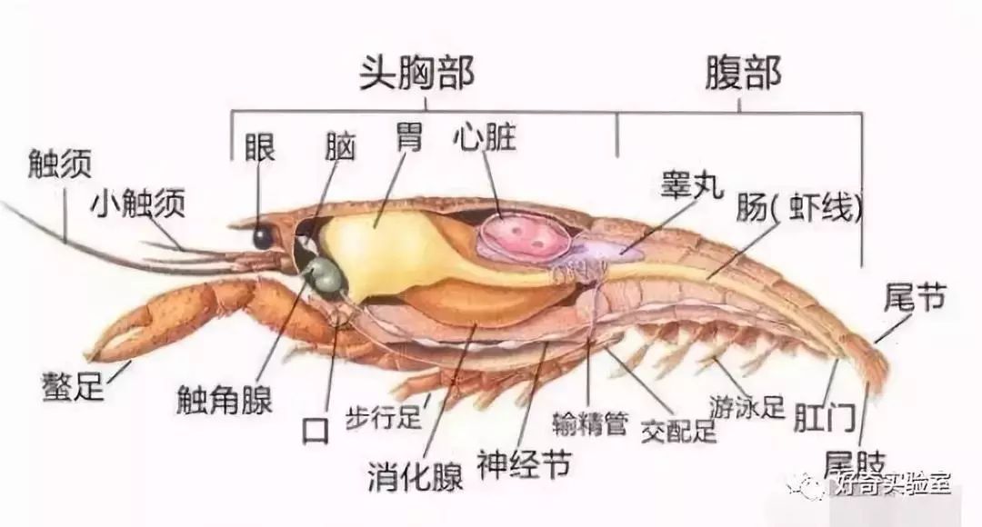 小龙虾头部黄黄的东西要处理吗,小龙虾头上黄黄的东西可以吃吗