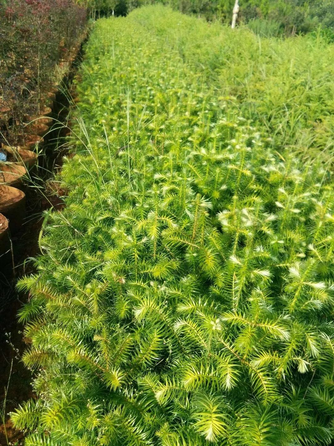 昭通陈正荣：栽上“致富苗”，点燃2000户村民脱贫希望！