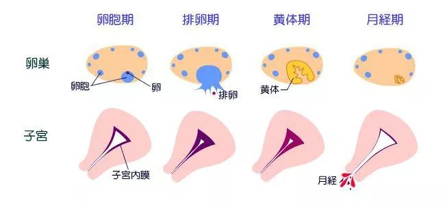 真人秀遇生理期也能撒狗粮，“多喝热水”竟成送命答案