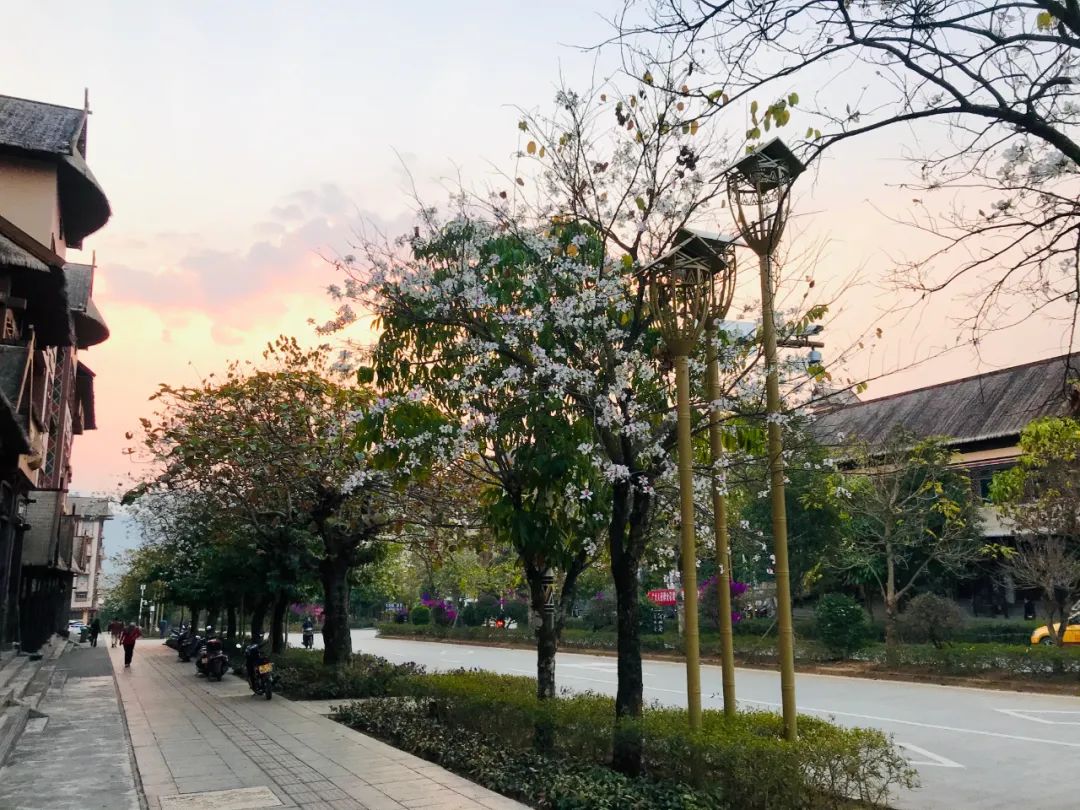 悦读——佤山的鸟儿：燕子