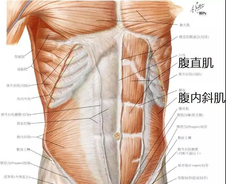 戴束腰内脏下垂,盆底肌漏尿穿收腹束腰能修复吗
