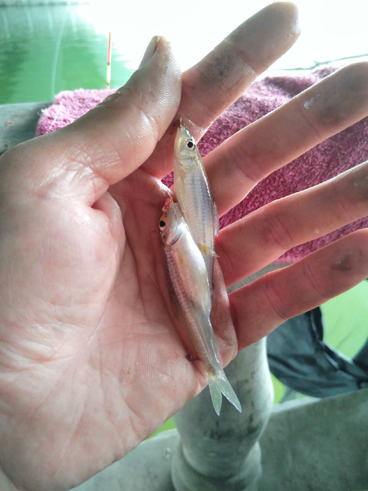 被昆玉河10次双飞吓傻了，难道是饵料惹的祸？