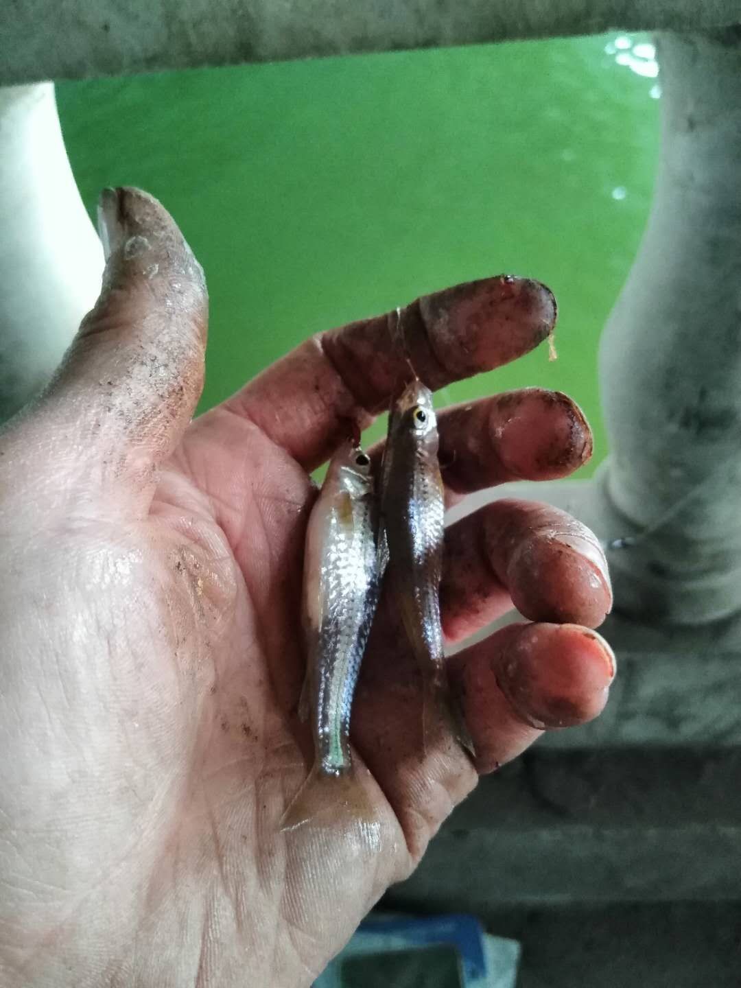 被昆玉河10次双飞吓傻了，难道是饵料惹的祸？