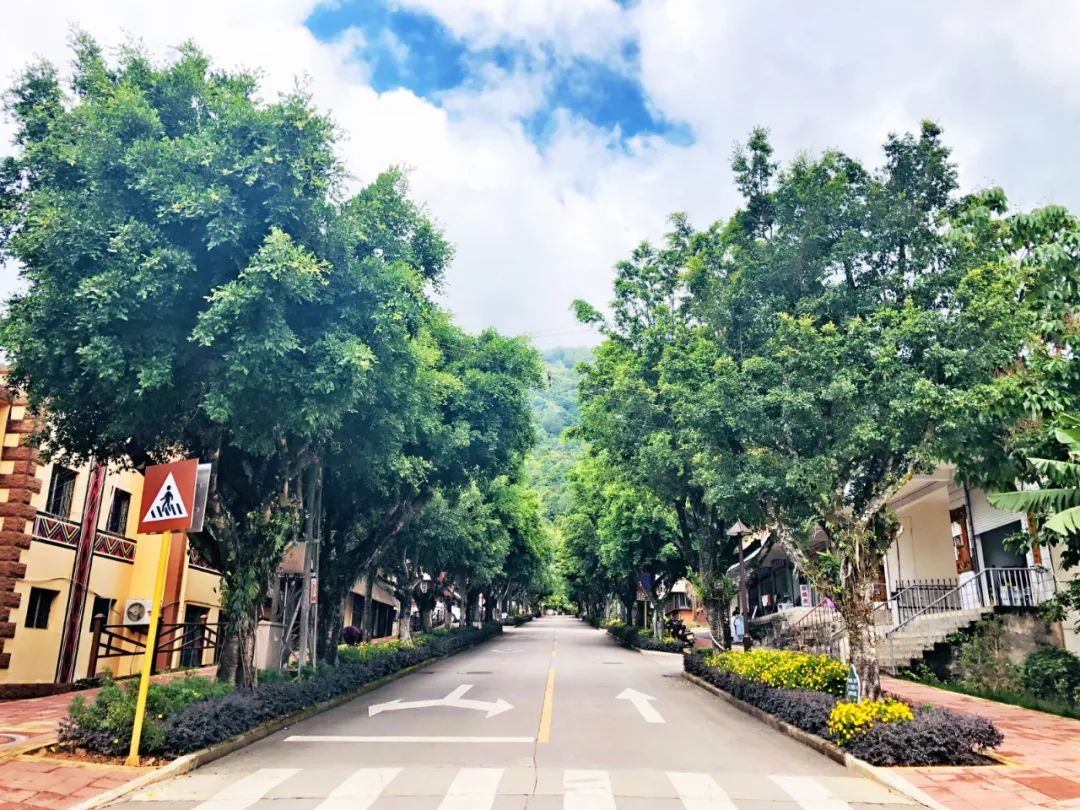 悦读——佤山的鸟儿：燕子