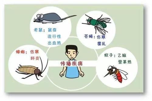 病媒生物预防控制工作灭四害方案,病媒生物防治中的四害